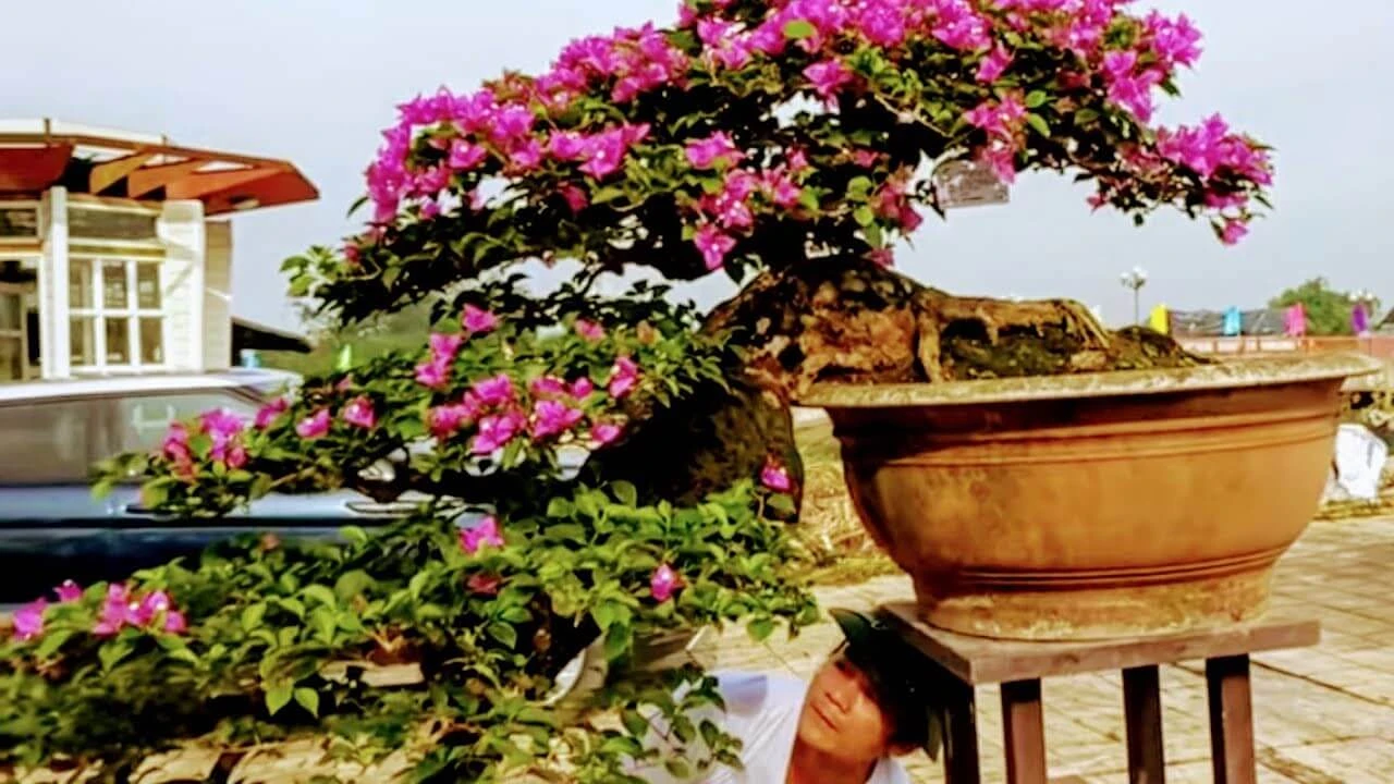 Cách chăm sóc cây hoa giấy bonsai cho ra nhiều hoa