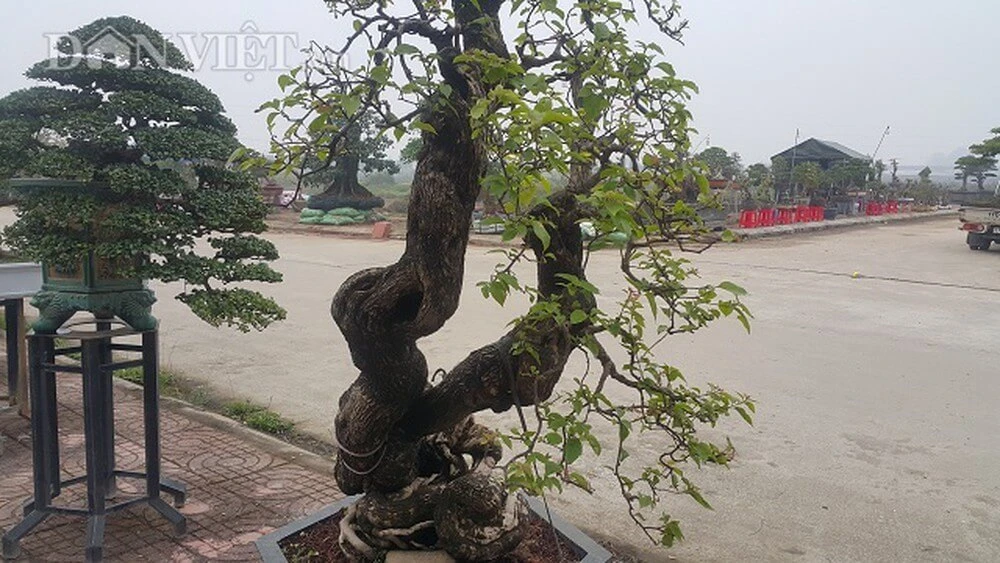 Cách chăm sóc cây hoa giấy bonsai cho ra nhiều hoa