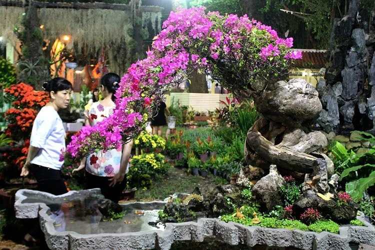 Cách chăm sóc cây hoa giấy bonsai cho ra nhiều hoa