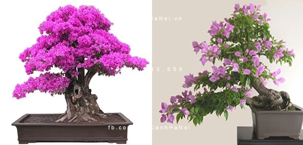 Cách chăm sóc cây hoa giấy bonsai cho ra nhiều hoa