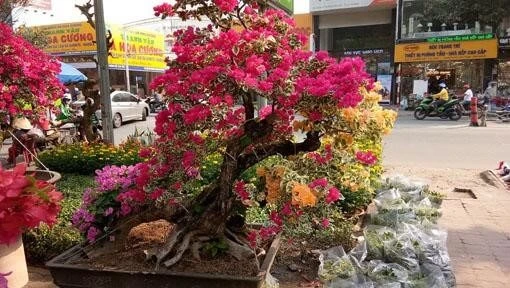 Cách chăm sóc cây hoa giấy bonsai cho ra nhiều hoa