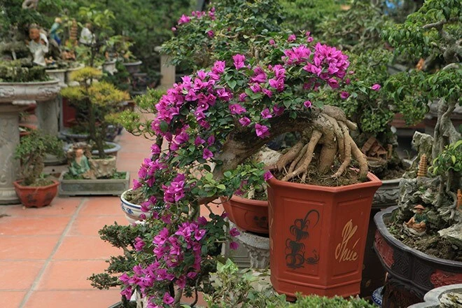 Cách chăm sóc cây hoa giấy bonsai cho ra nhiều hoa