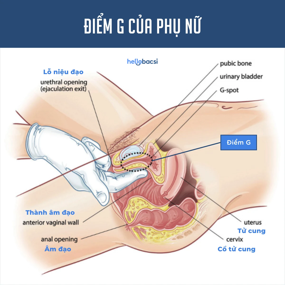 Điểm G là gì? Cách tìm điểm G của phụ nữ và đàn ông